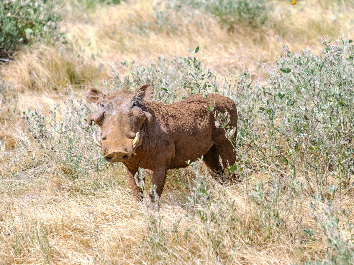 Warzenschwein in der Steppe