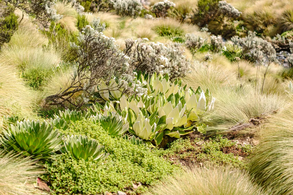 Dendrosenecio Blumen