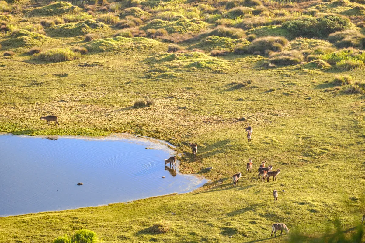 Gruppe von Wasserböcken am Wasserloch