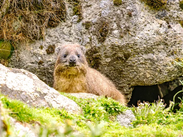 Nahaufnahme Klippschliefer in den Bergen