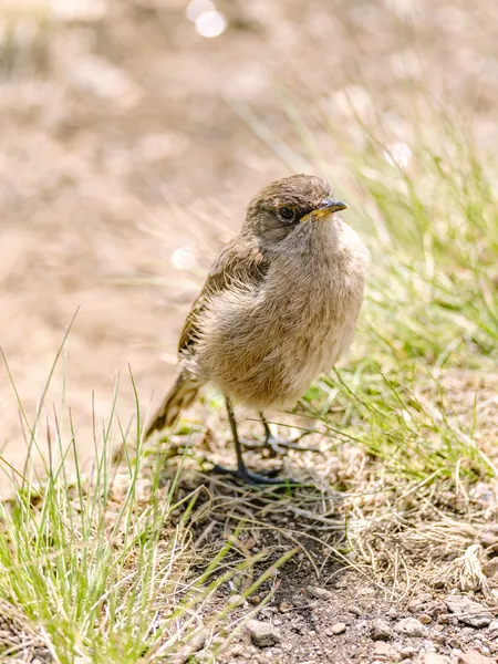 Nahaufnahme Vogel