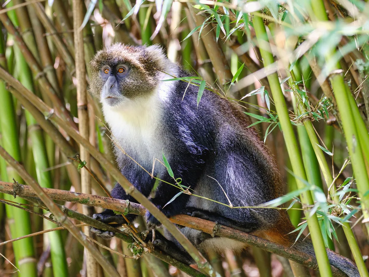 Nahaufnahme Weißkehlmeerkatze im Bambuswald