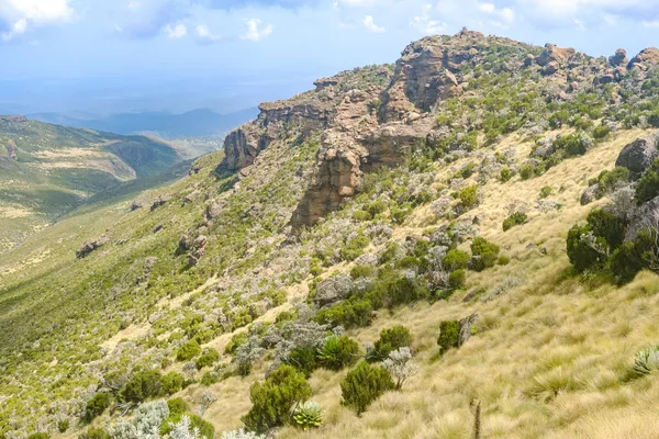 Panoramabild Vegetation Mt Kenya