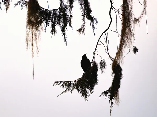 Rotschwingenstar im Schatten auf Baum