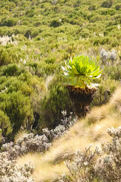 Vegetation am Mt Kenya