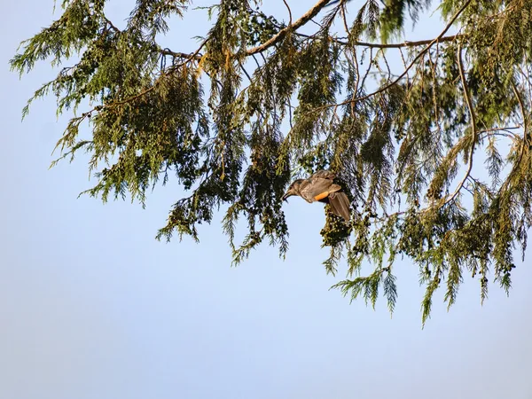 Vogel im Baum