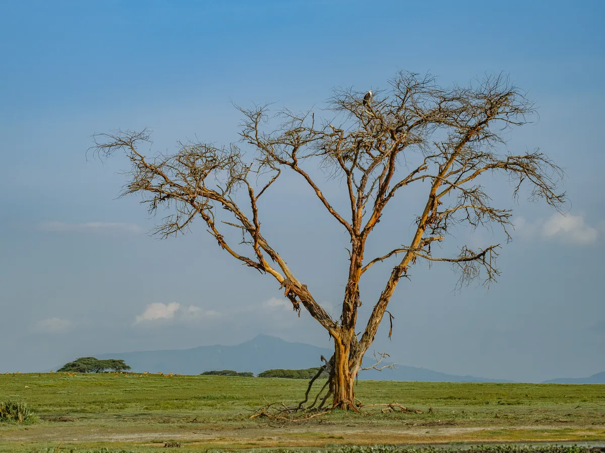 Adler auf Baum mit Berg im Hintergrund