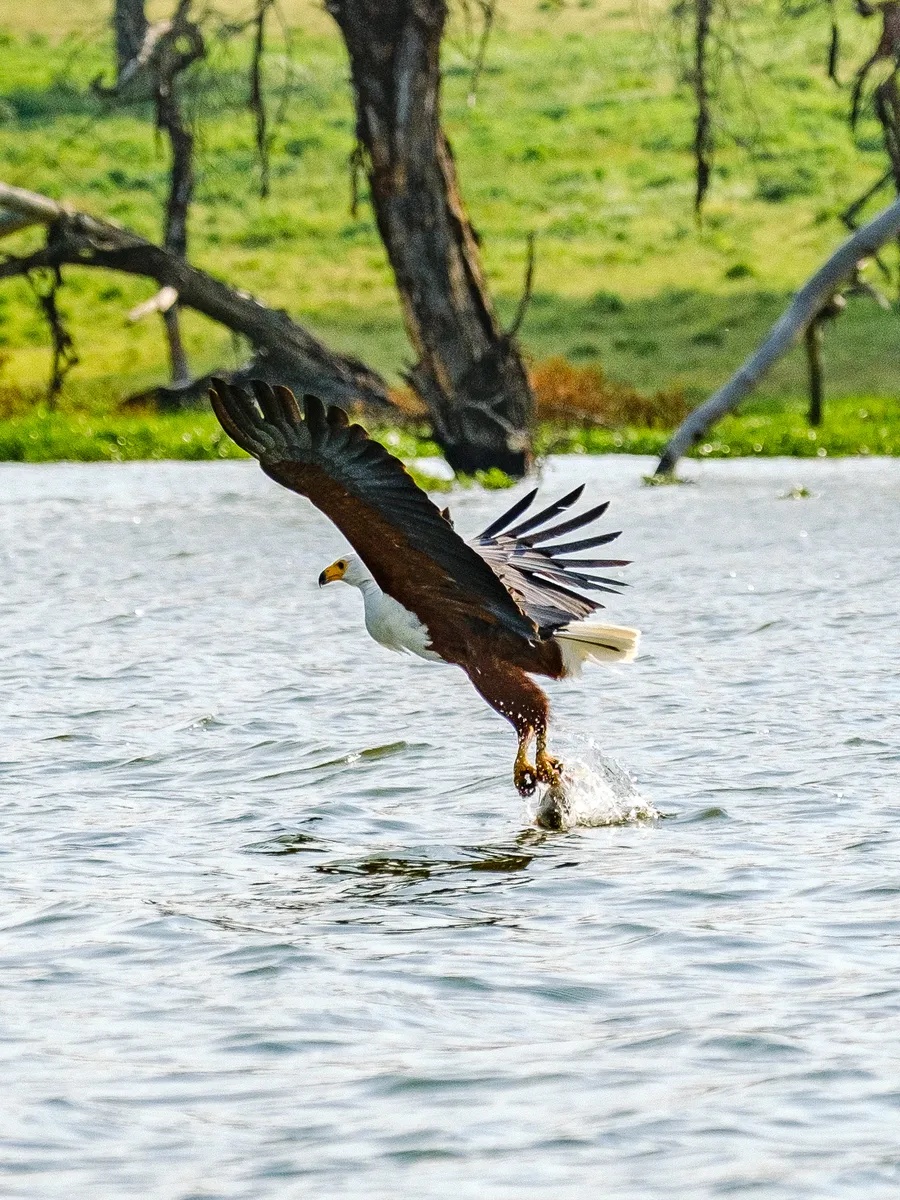 Adler versucht Fisch auf dem Wasser zu greifen