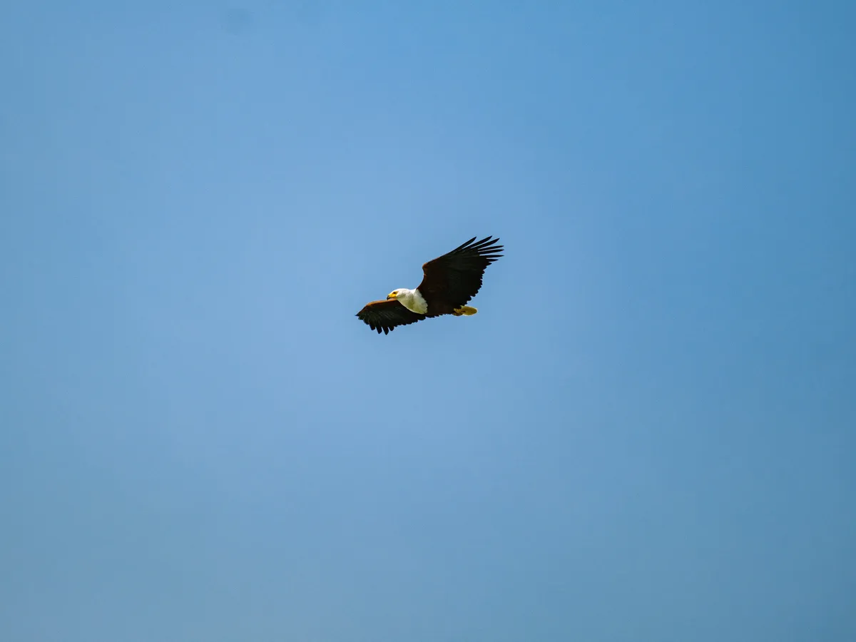 Adler von unten fliegt im Himmel