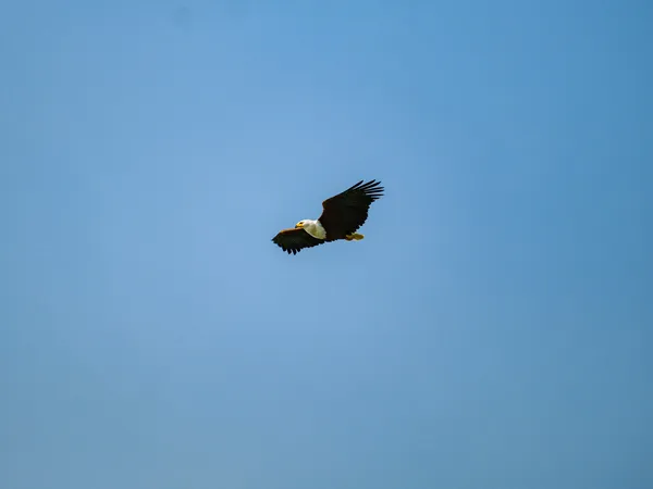 Adler von unten fliegt im Himmel