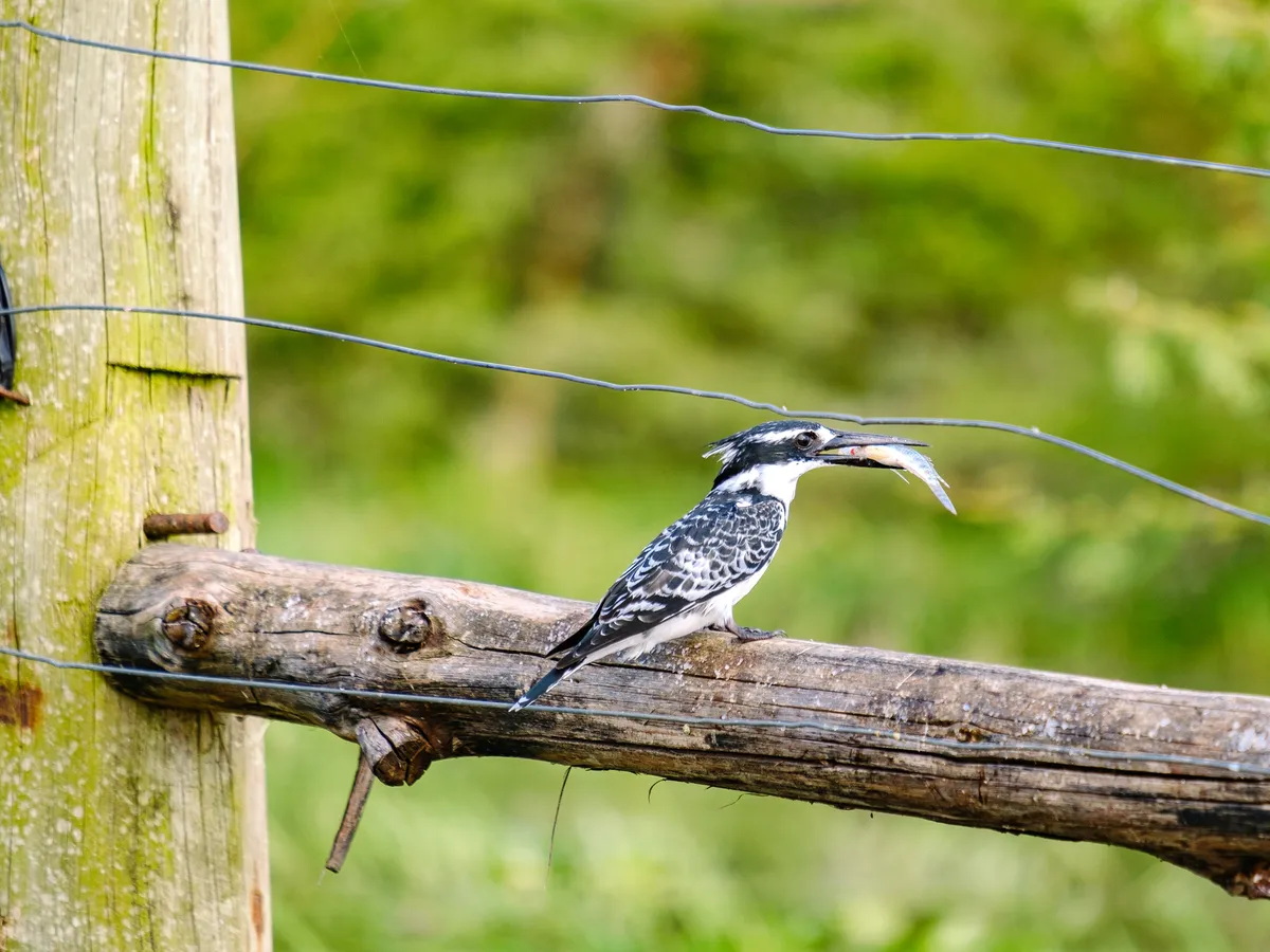 Ein Eisvogel isst einen kleinen Fisch