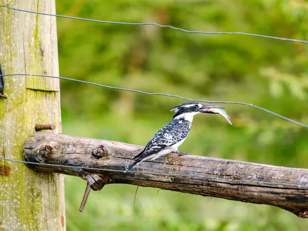 Ein Eisvogel isst einen kleinen Fisch