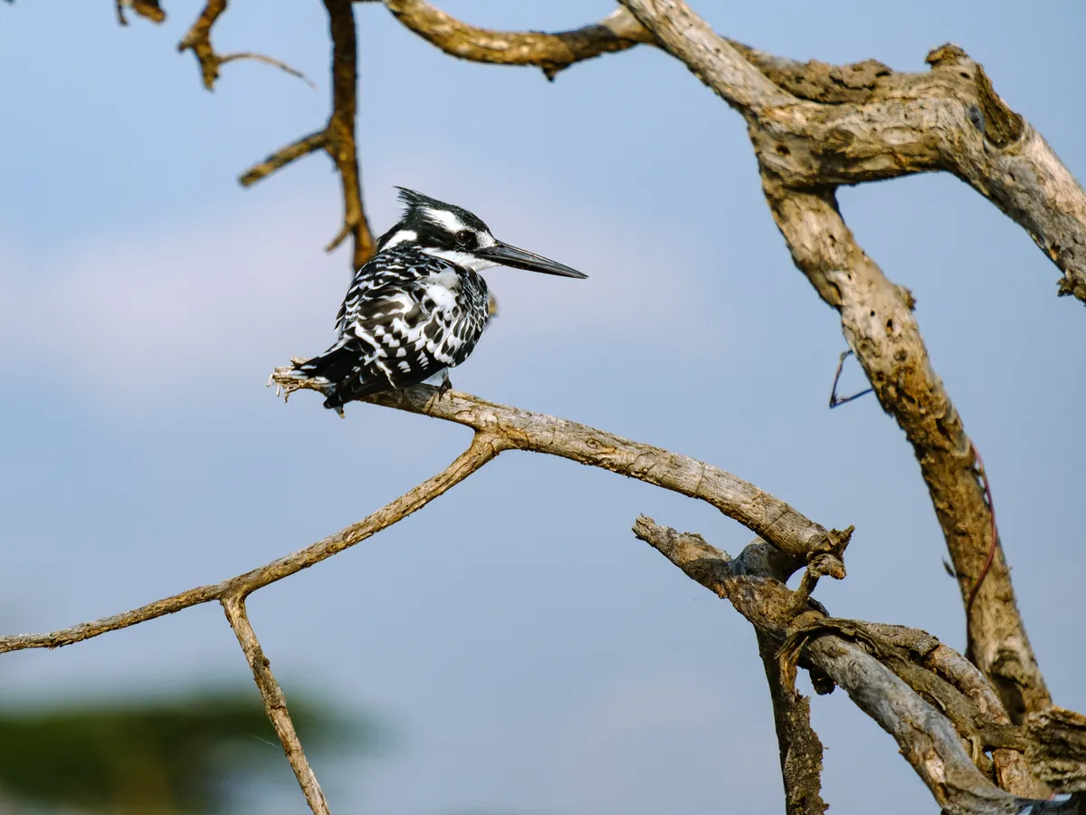 Eisvogel auf einem Baumstamm am See