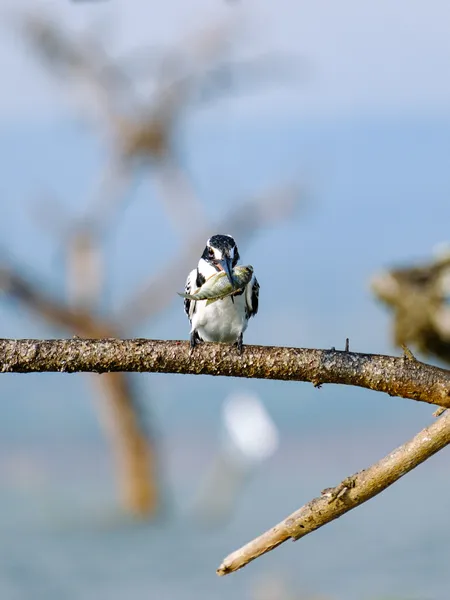 Eisvogel mit Fisch im Mund