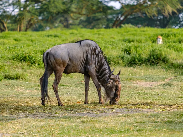 Gnu isst Gras auf Insel