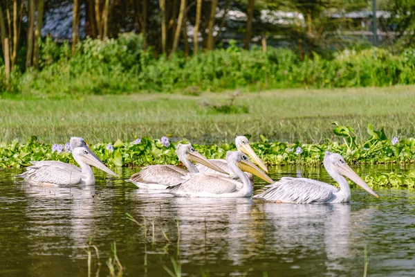 Gruppe von Pelikanen im Wasser