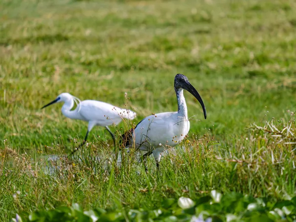 Ibisse (Sichlervögel) im Gras