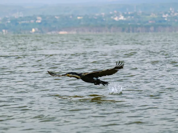 Kormoran fliegt über dem Wasser