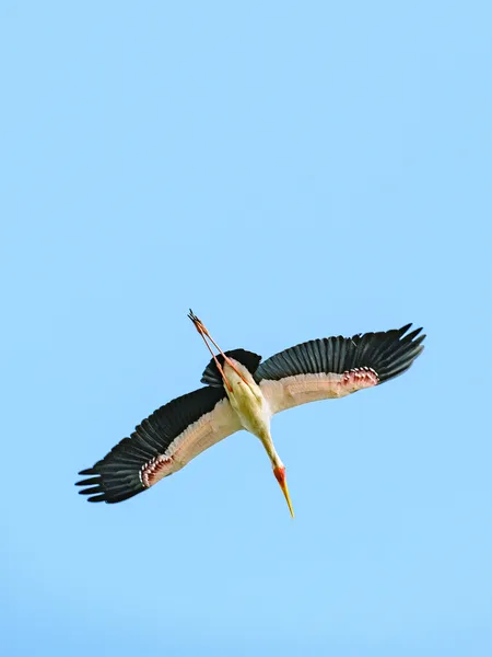 Nimmersattstorch von unten im Himmel