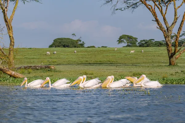 Pelikane im Wasser, im Hintergrund sind Zebras auf der Wiese