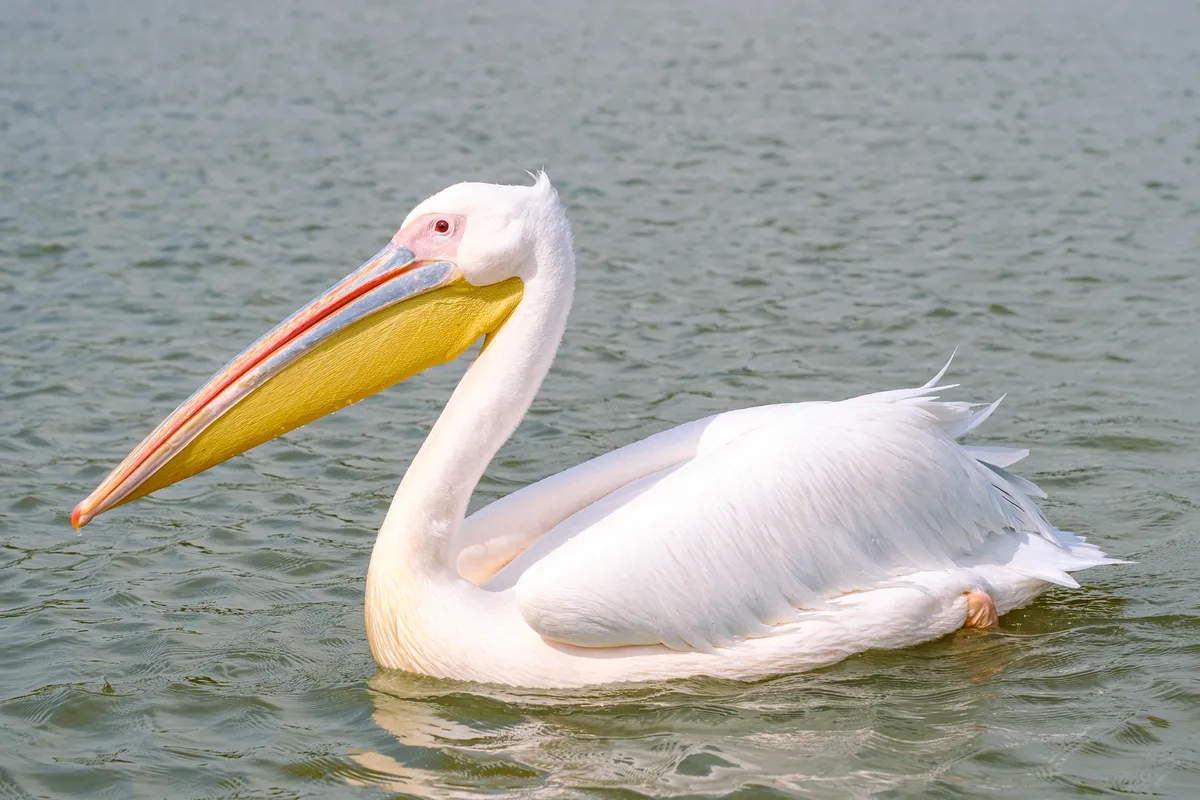 Pelikanvogel auf dem Wasser