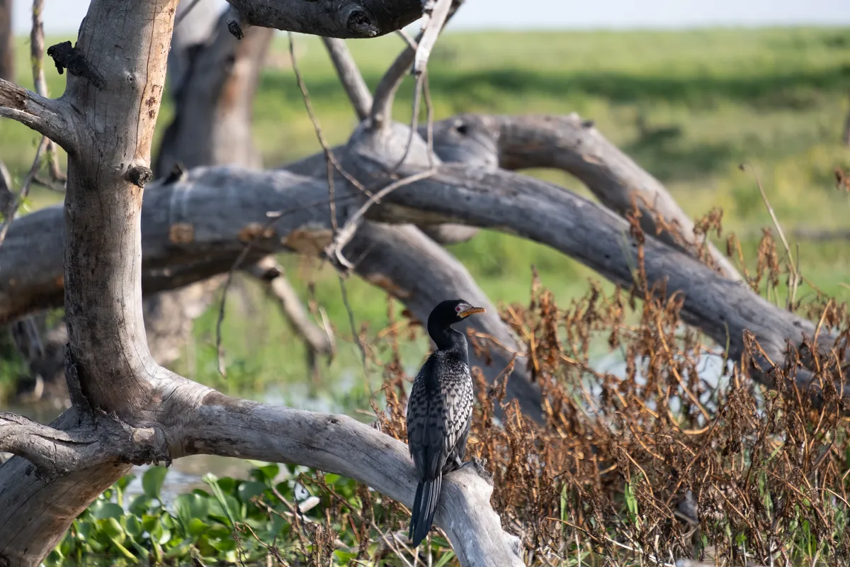 Riedscharbe, ein afrikanischer Meeresvogel