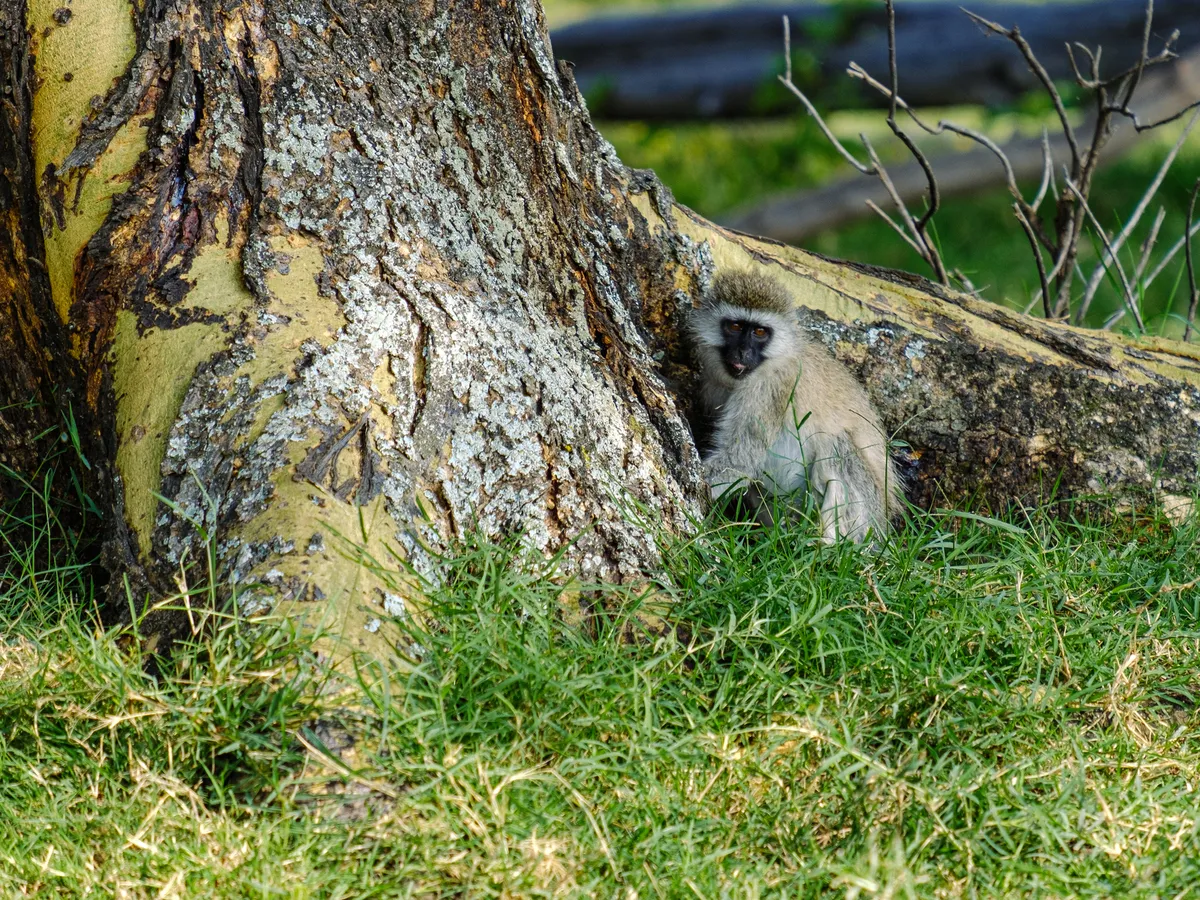 Südliche Grünmeerkatze an einem Baumstamm