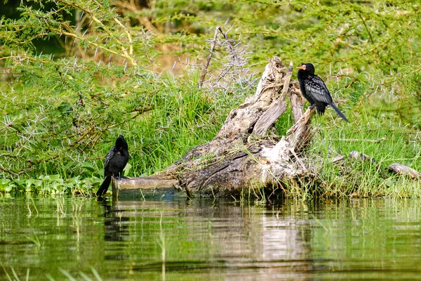 Schwarze Vögel am Flussufer