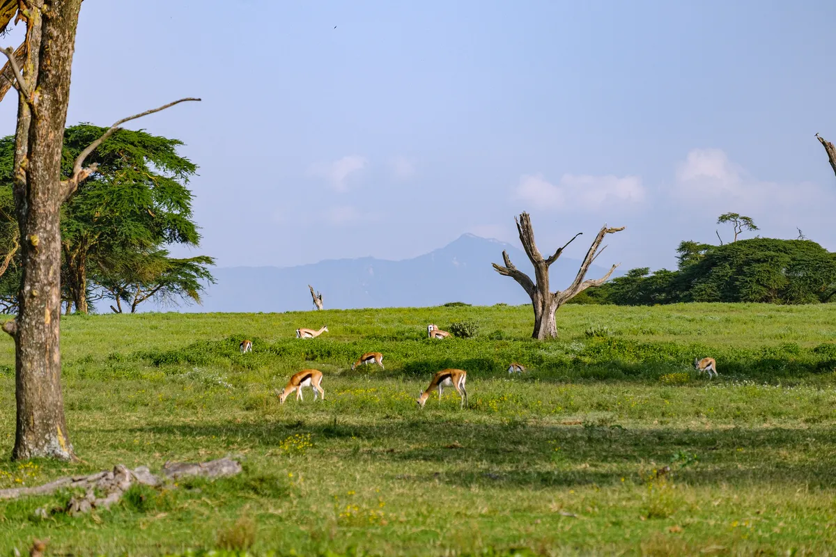 Thomson-Gazellen auf einer Wiese mit Berg im Hintergrund