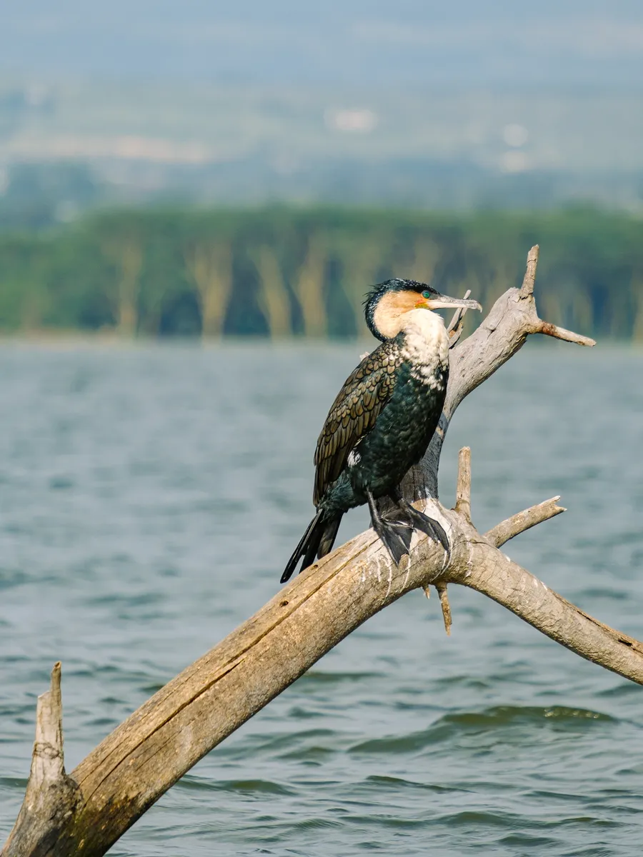 Weißbrustkormoran auf einem Ast