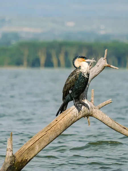 Weißbrustkormoran auf einem Ast